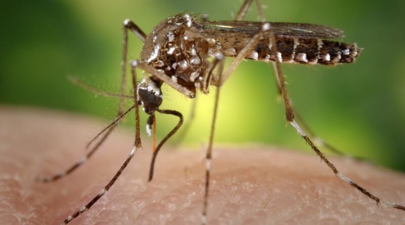 Roupa tecnológica que repele o mosquito da Dengue se esgota em uma semana