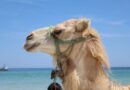 Beige Camel Standing Near Shoreline
