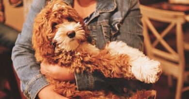 a person holding a dog in their arms